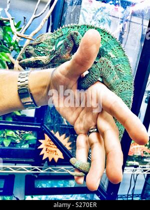 Ambilobe Panther chameleon an Hand des Menschen Stockfoto