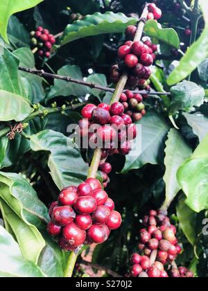 Kaffee Baum/Busch mit Reife Rote Kaffeekirschen reif für die Ernte in den Bergen von Vietnam Asien Stockfoto