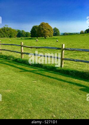 Schafe im Feld, Sommerzeit, mit klarem, blauem Himmel und Holzzaun Stockfoto