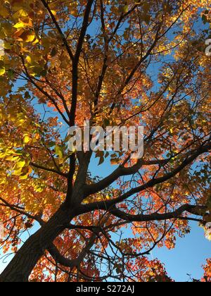 Herbst Baum Stockfoto