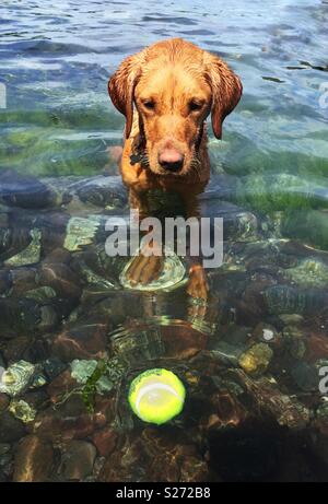 Ein Labrador Retriever Hund holen einen Tennisball im Ozean Stockfoto