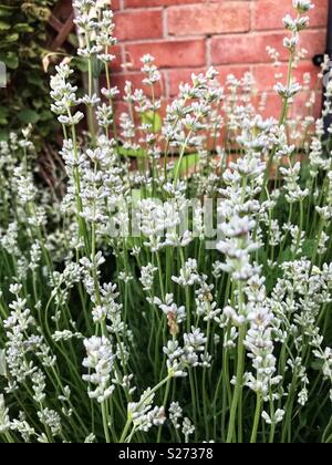 In Weiß und Lavendel Pflanze gegen die Wand Stockfoto