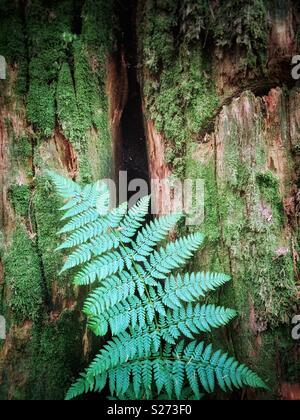 Grüne Bracken fern Anlage mit Moss in einem gemäßigten Regenwald. Stumpf der alte Baum im Hintergrund protokolliert. Mike Lake Trail. Golden Ears Provincial Park, British Columbia, Kanada. Stockfoto