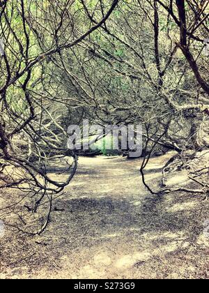 Pfad durch magische Baum tunnel Stockfoto