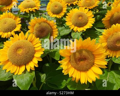 Sonnenblumen in voller Blüte Stockfoto