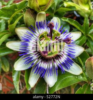 Bluecrown Passionsblume, Passiflora caerulea, die blaue Passionsblume, gemeinsame Passionsblume Stockfoto