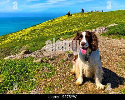 English Springer Spaniel glücklich in ihrem Element auf Northern California Coastal Trail Stockfoto