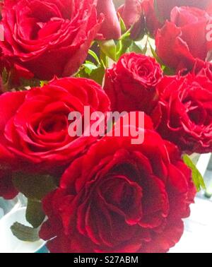 Ein Dutzend rote Rosen. Close Up. Stockfoto