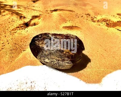 Einsame coconut Spült auf tropische Wüste Insel Strand Stockfoto