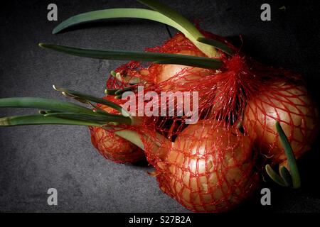 Zwiebeln in Rot net Stockfoto