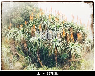 Aloe Vera Pflanzen in Kirstenbosch Gardens, Cape Town, Südafrika. Stockfoto