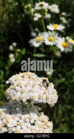 Heriades truncorum auf Achillea millefolium Stockfoto