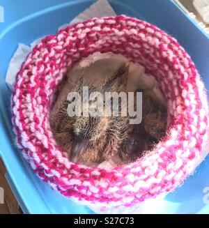 Baby Taube auf gestrickte Nest Stockfoto