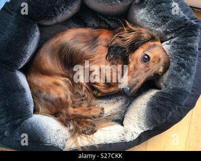 Langhaarige Minidachshund erhalten bequem in seinem Bett Stockfoto