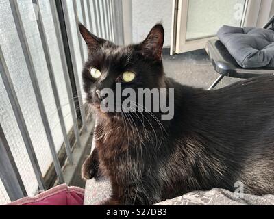 Schwarze Katze mit grünen Augen in hellem Sonnenlicht auf dem Balkon Stockfoto