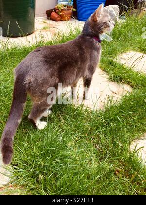 Graue Katze in den Garten auf der Suche nach Vögel Stockfoto