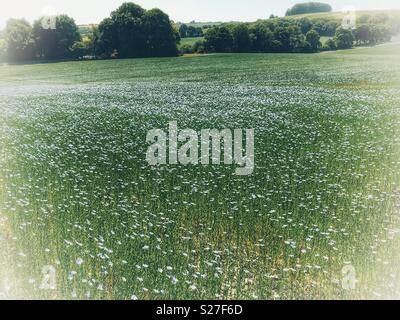 Bereich der Flachs in Blüte, auch Leinöl, Linum usitatissimum, Dorset, England bekannt Stockfoto