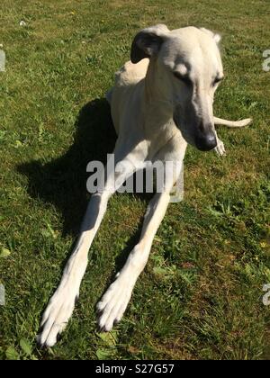 Schöne weiße lurcher Hund, getting sleepy Liegen in der Sonne Stockfoto