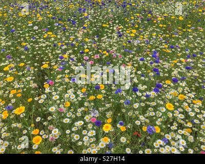 Wilde Blumen Stockfoto