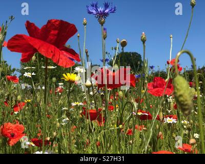 Low Angle Shot von Wildblumen in einer Wiese einschließlich Roter Mohn Stockfoto