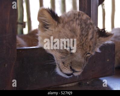 Sleepy Lion Cub in Südafrika. Stockfoto