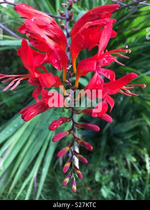 Crocosmia Stockfoto