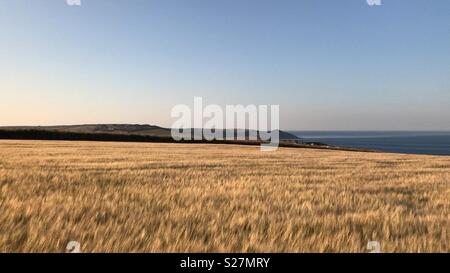 In einem Weizenfeld in Richtung Rame Kopf an einem schönen Morgen in South East Cornwall mit der Küste in der Ferne Stockfoto