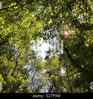 Sonnenlicht, das durch die Baumkronen während wir eine alte stillgelegte Bahnstrecke entlang der Meon Valley in Hampshire betätigt Stockfoto