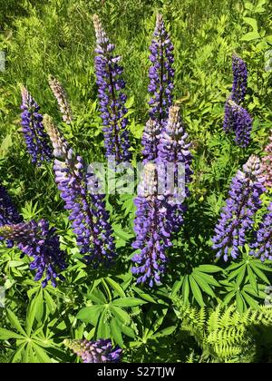 Lupine Blumen im nördlichen Michigan Stockfoto