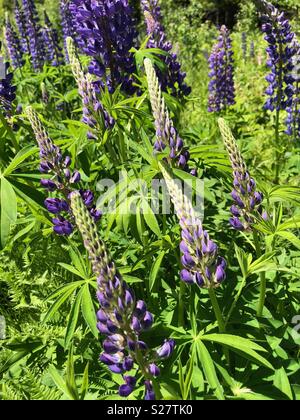 Lupine Blumen im nördlichen Michigan Stockfoto