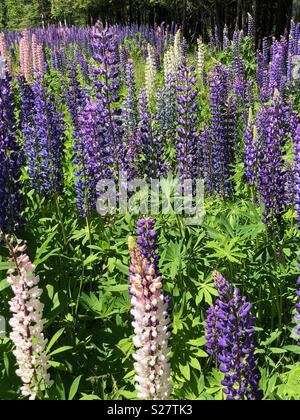 Lupine Blumen im nördlichen Michigan Stockfoto