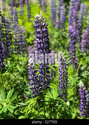 Lupine Blumen im nördlichen Michigan Stockfoto