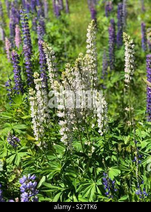 Lupine Blumen im nördlichen Michigan Stockfoto