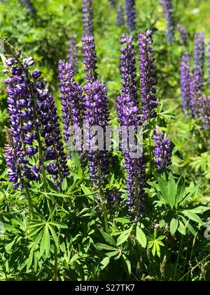 Lupine Blumen im nördlichen Michigan Stockfoto