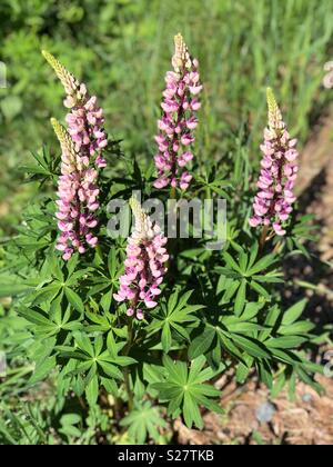 Lupine Blumen im nördlichen Michigan Stockfoto