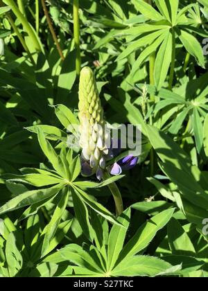 Lupine Blumen im nördlichen Michigan Stockfoto