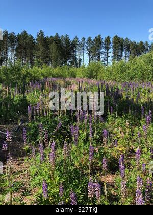 Bereich der Lupine Blumen im nördlichen Wisconsin Stockfoto