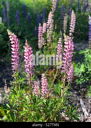 Lupine Blumen im nördlichen Wisconsin Stockfoto