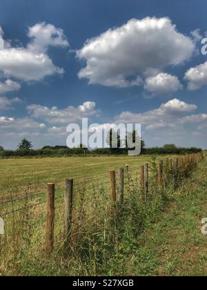 Land mit blauem Himmel, Watte Wolken und wilde Maisfelder Stockfoto