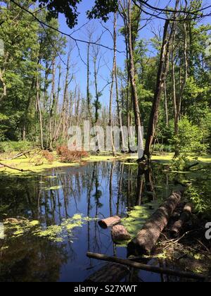 Briesetal, Barnim, Brandenburg, Deutschland. Briesetal Sumpf mit grünen Algen im Wasser die Bäume vor blauem Himmel widerspiegelt Stockfoto