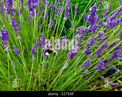 Biene auf Lavendelblüten Stockfoto