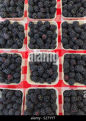 Körbe von Brombeeren im Berkeley Farmers Market. Stockfoto