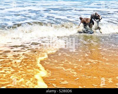 Gerne Englisch Springer Spaniel puppy dog schwindlig, mit Freude, wie Sie durch die Wellen an einem sandigen nördlichen Kalifornien Strand fliegt Stockfoto