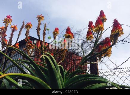 Aloe in voller Blüte im Winter vor der industriellen Metall Container gegen den Hintergrund der blauen Himmel und Stacheldraht auf Metall Sicherheitszaun Stockfoto