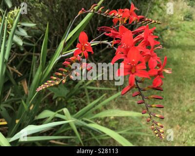 Crocosmia Lucifer Stockfoto