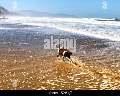 English Springer Spaniel läuft mit dem Wind, eine Spur der lebendige Farbtupfer in Ihr Telefon Stockfoto