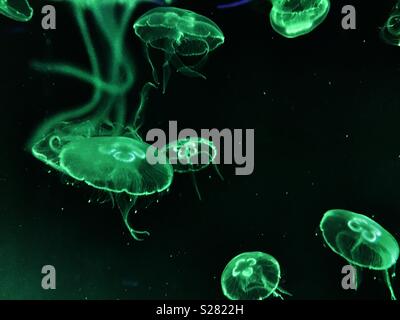 Grün leuchtende Quallen im Wasser schwimmenden. Stockfoto