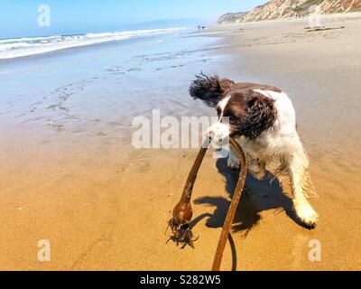 Tug-of-Kelp nassen Sand Spaß mit English Springer Spaniel zu einem Northern California Beach. Stockfoto