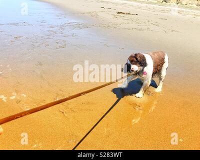 English Springer Spaniel puppy dog spielen Tauziehen mit einem langen weinstock zu Pacific Seetang zu einem Golden Sand Beach in Kalifornien unter dem sonnigen Himmel Stockfoto