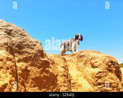 Ruf der Wildnis Moment für diese English Springer Spaniel auf dem Dach der Welt, mit Blick auf die Kamera von diesem Sandstrand der kalifornischen Küste Cliff Stockfoto